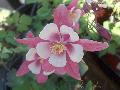 Origami Columbine / Aquilegia x caerulea 